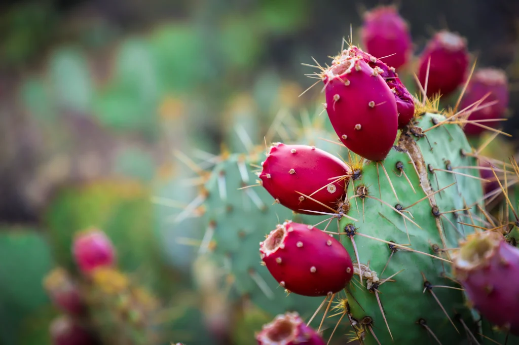 False cognates: tuna/prickly pear