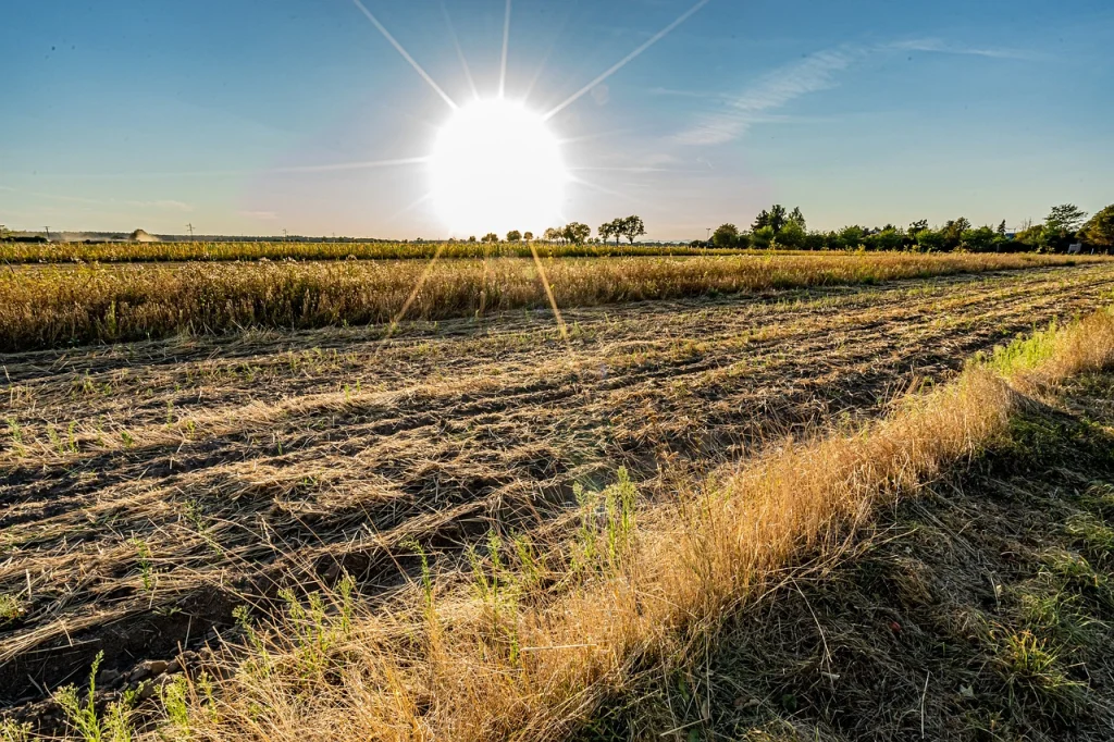 A dry field during a heatwave.