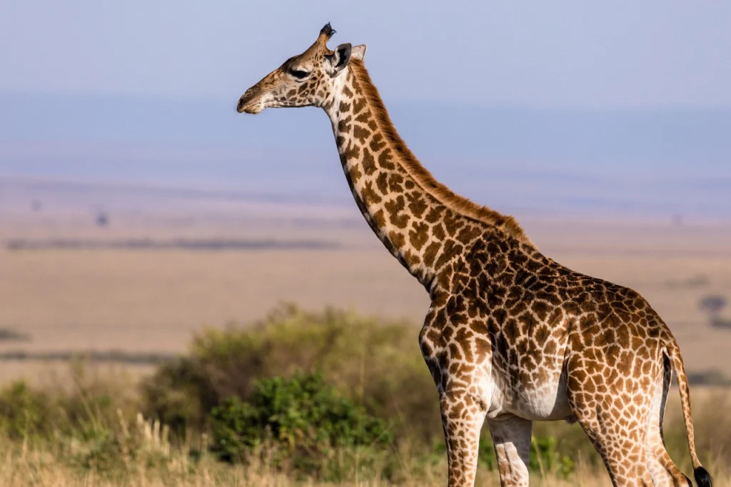 A large giraffe
