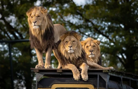Three male lions rest on the hood of a car.